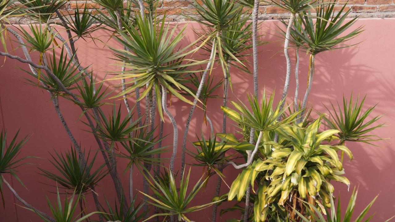 דירות בואנוס איירס Departamentos Enteros En Palermo Hollywood מראה חיצוני תמונה